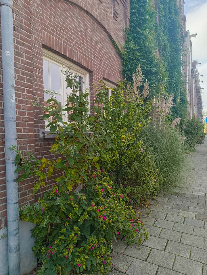 geveltuin